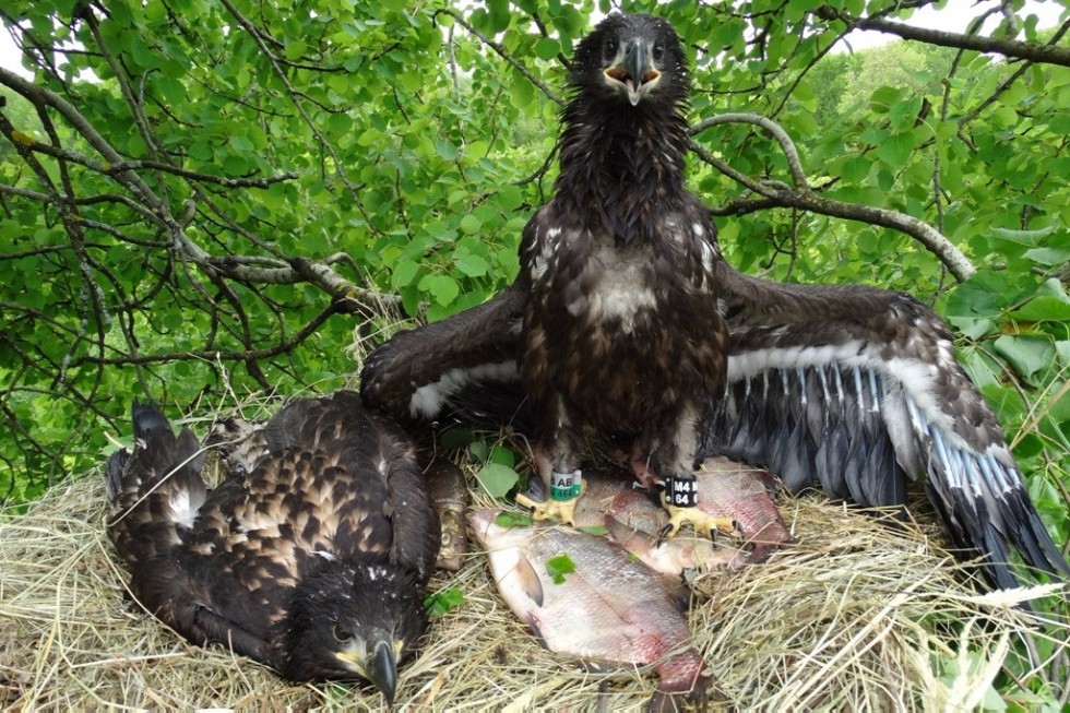 Scientist of Yelabuga Institute of KFU investigates birds from Tatarstan to Dagestan