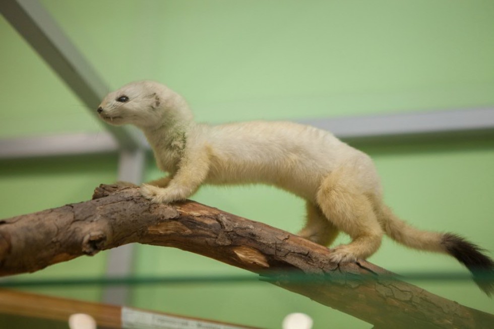 The museum complex of Elabuga institute of KFU was replenished with a zoological exposition