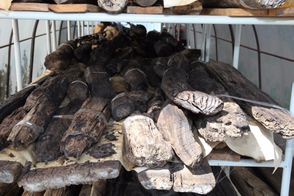 Музей археологического дерева откроется в Свияжске в 2018 году Музей археологического дерева откроется в Свияжске в 2018 году