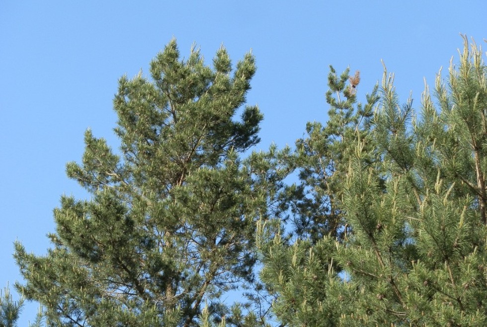 ������� ������� ������� �������������� ���������� �� ���������� �����������