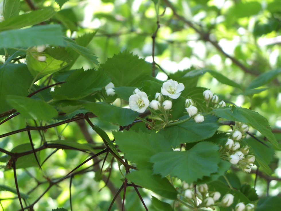 ������ ����. ���������� � �� �����������