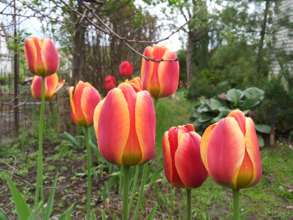 ���������� ��������