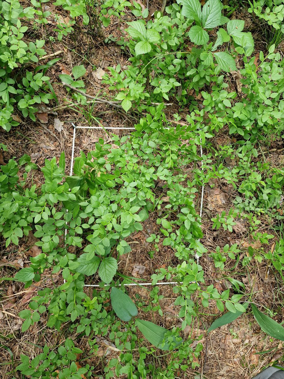 Оценка запасов углерода в травянистом ярусе хвойных лесов Оценка запасов углерода в травянистом ярусе хвойных лесов