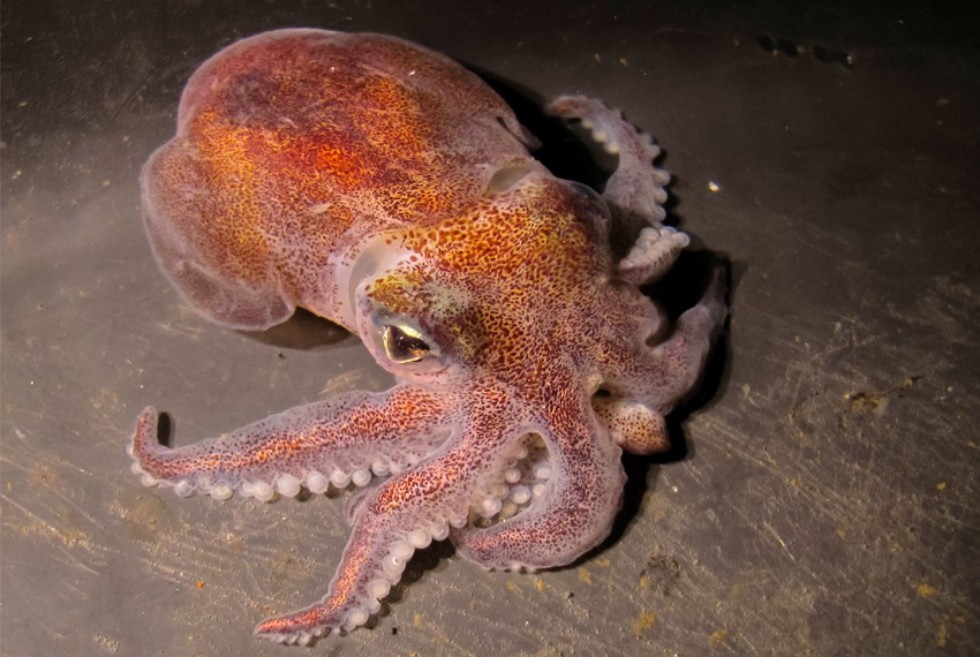 Biologists clarify how three species of cephalopods coexist in the Arctic ,Arctic, cephalopod, sympatric
