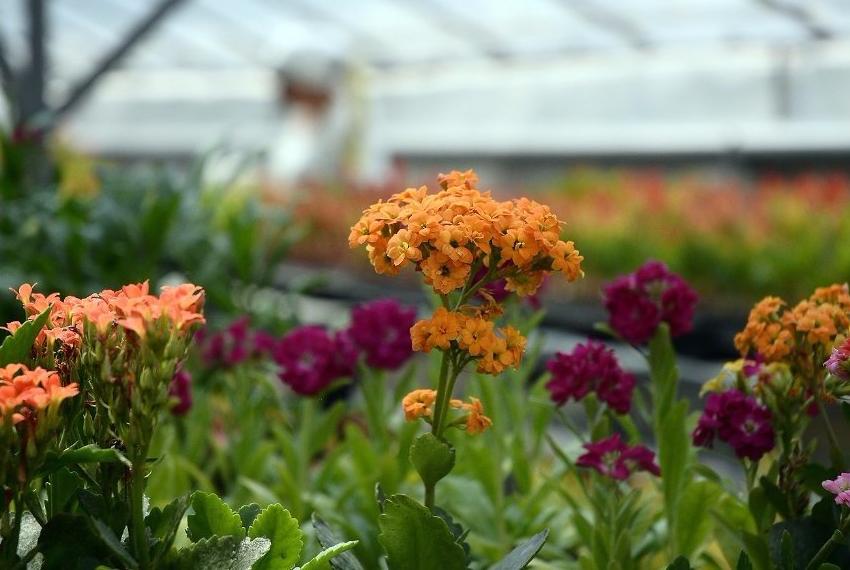 Botanical Garden is brought back to life