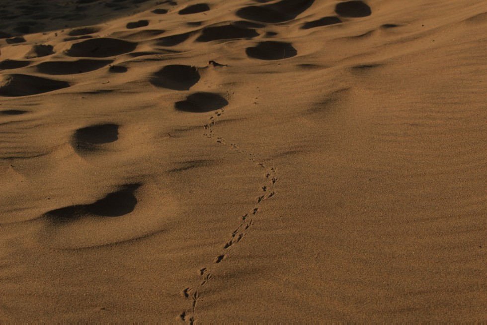 ��������� �����-������ ��������� ��������������� �������� � �������� ���������� ����� �������� ����� ������.