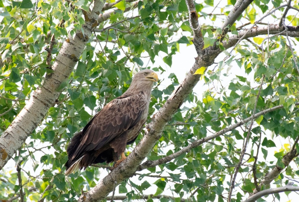 � ������� ������ ���� ��� ��������� ������ ������������������ ����� '��������' ������� ���������� ����������� ������, ��������� � ������� ����� ���������� ��������� � ���������� ��������� ����� ����, ����� ��� �����-��������� � ������.