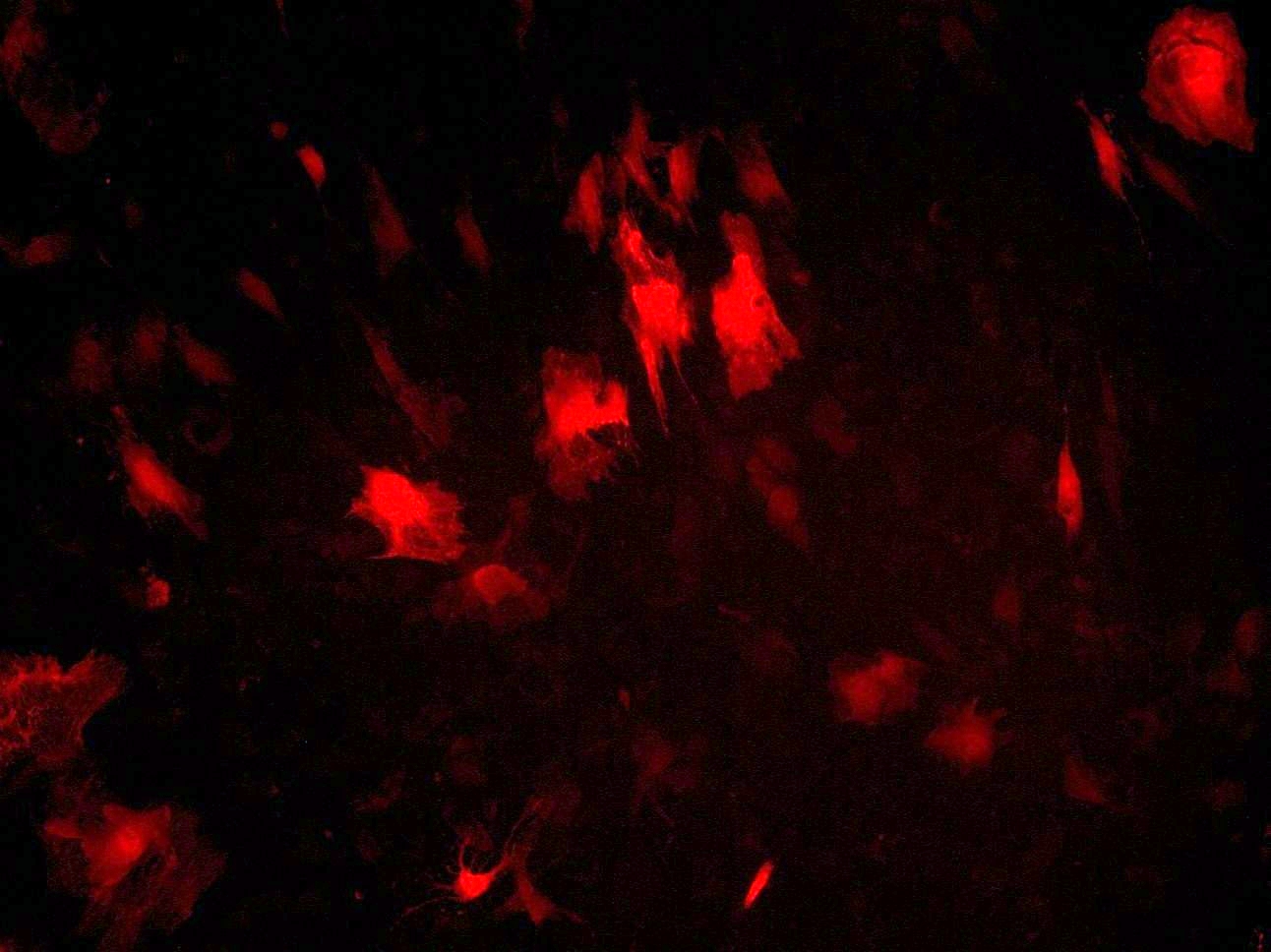 Центр Биомедицинской Микроскопии Центр Биомедицинской Микроскопии
