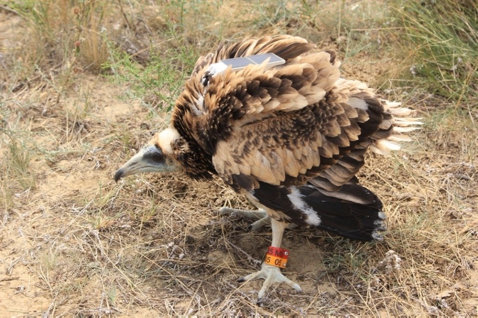 Scientist of Yelabuga Institute of KFU investigates birds from Tatarstan to Dagestan