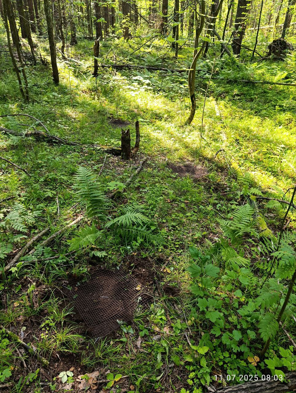 Исследования запасов углерода в сосняках Национального парка Исследования запасов углерода в сосняках Национального парка