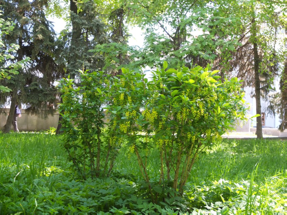 ������ ����. ���������� � �� �����������