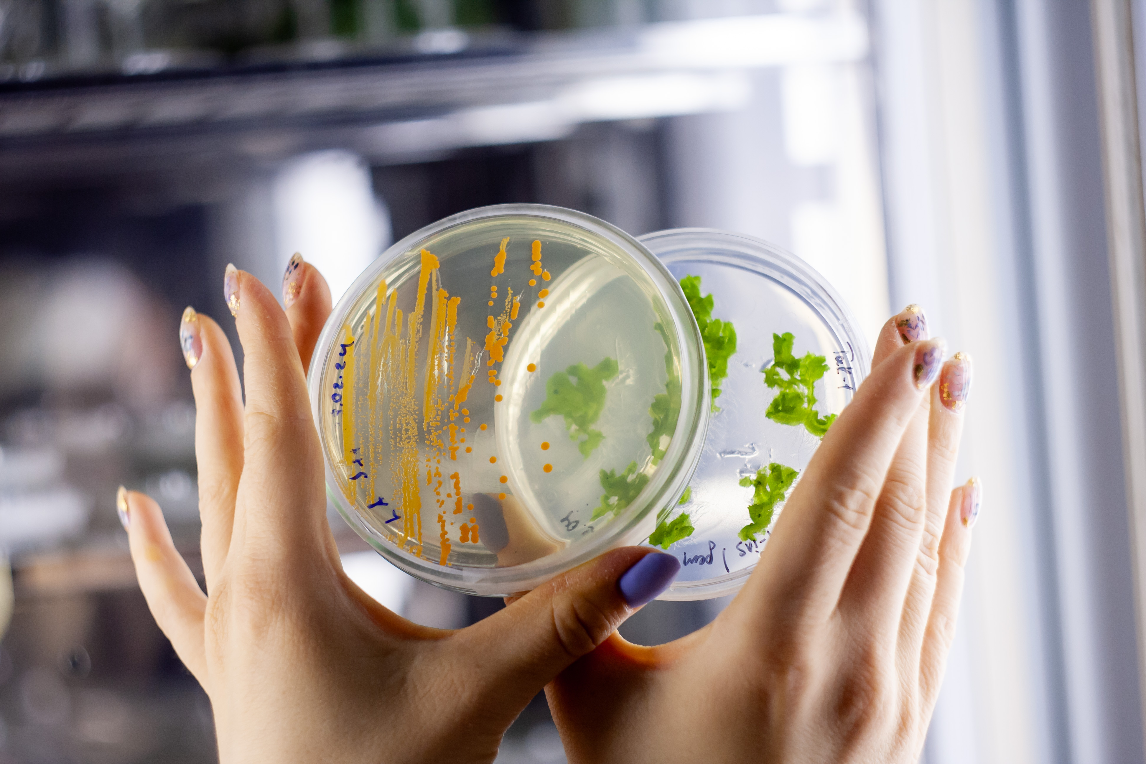 Студентка кафедры микробиологии и лаборант НИЛ 'Агробиоинженерии' Татьяна Ивойлова заняла I призовое место в финале IX Всероссийского молодежного научного форума 'Наука будущего - наука молодых' в г. Самара Студентка кафедры микробиологии и лаборант НИЛ 'Агробиоинженерии' Татьяна Ивойлова заняла I призовое место в финале IX Всероссийского молодежного научного форума 'Наука будущего - наука молодых' в г. Самара