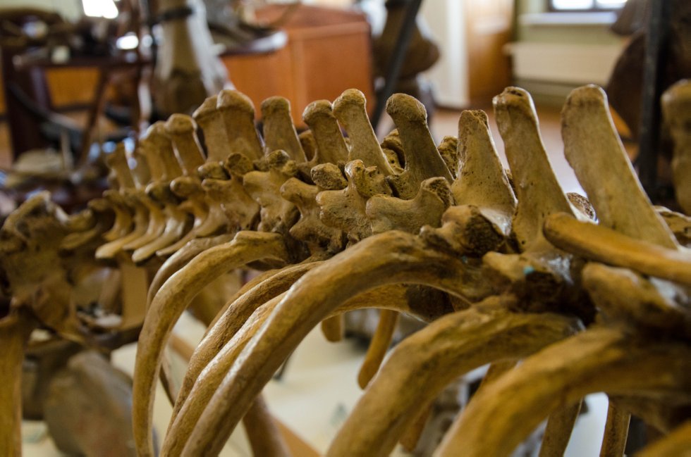 Collections History Collections History