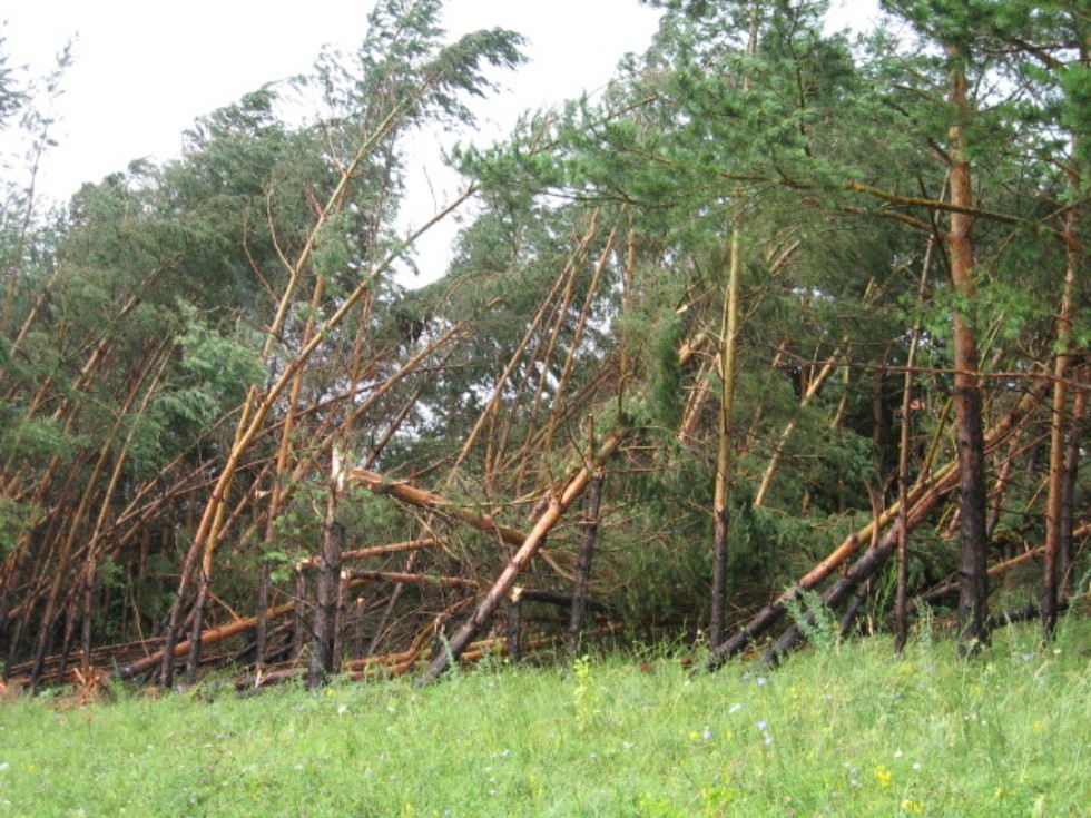 Ботанический сад К(П)ФУ Ботанический сад К(П)ФУ