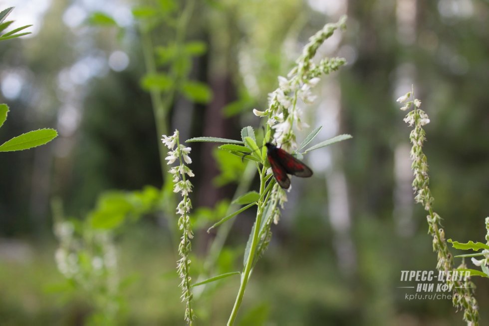 ����������� ����������� ����� � '����������'