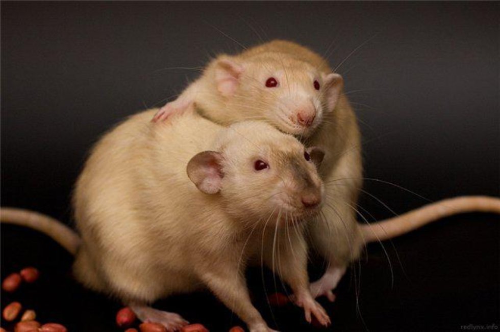 Научные исследования Научные исследования