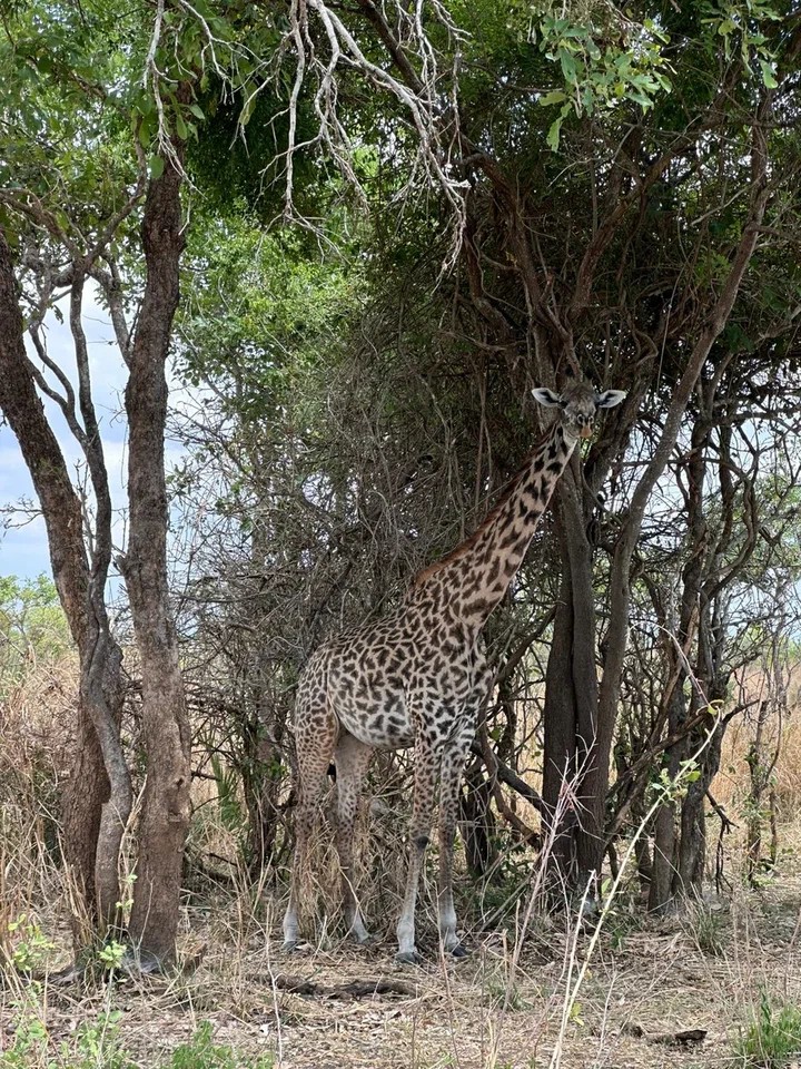 ��������� ����������� ��� ��������� �������� �������� ������ ������ �������� ���������� � ��������