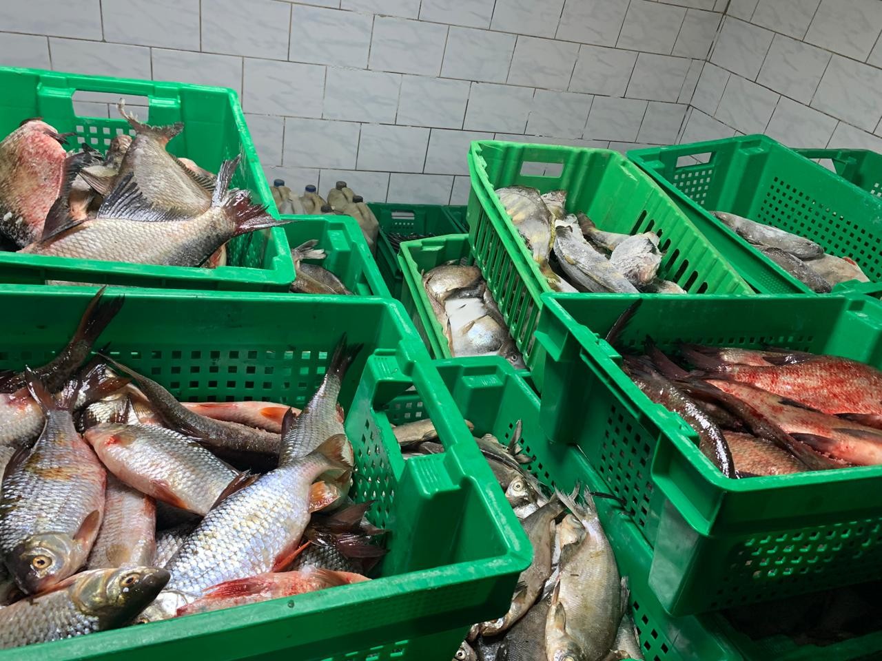 Молодежь Африки в Рыбно-Слободском районе Республики Татарстан Молодежь Африки в Рыбно-Слободском районе Республики Татарстан