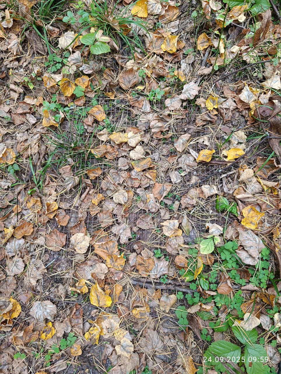 Оценка запасов углерода в мортмассе Оценка запасов углерода в мортмассе