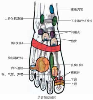   足部反射图