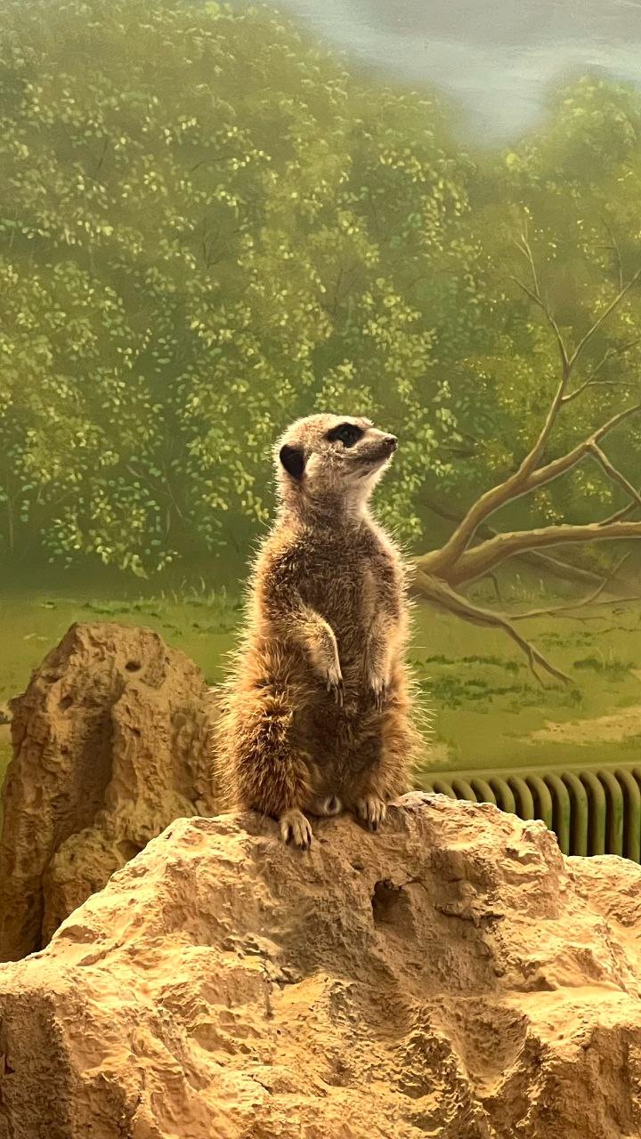 Практические занятия по дисциплине 'Окружающий мир' Практические занятия по дисциплине 'Окружающий мир'