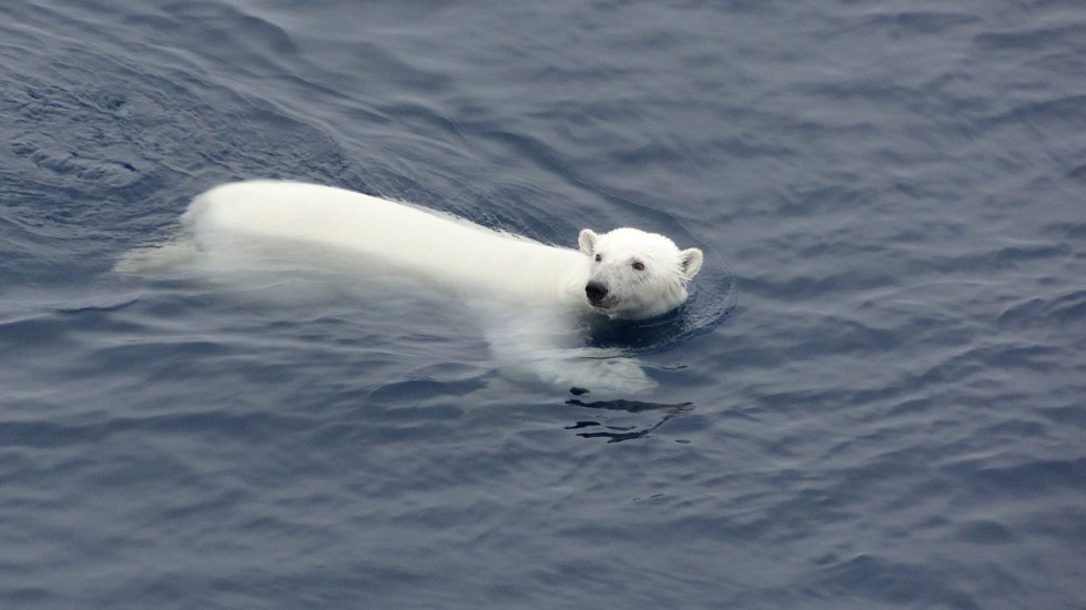 KFU Postgraduate, Mr. Alexey Golikov, Took Part in an International Ecosystem Mapping in the Arctic