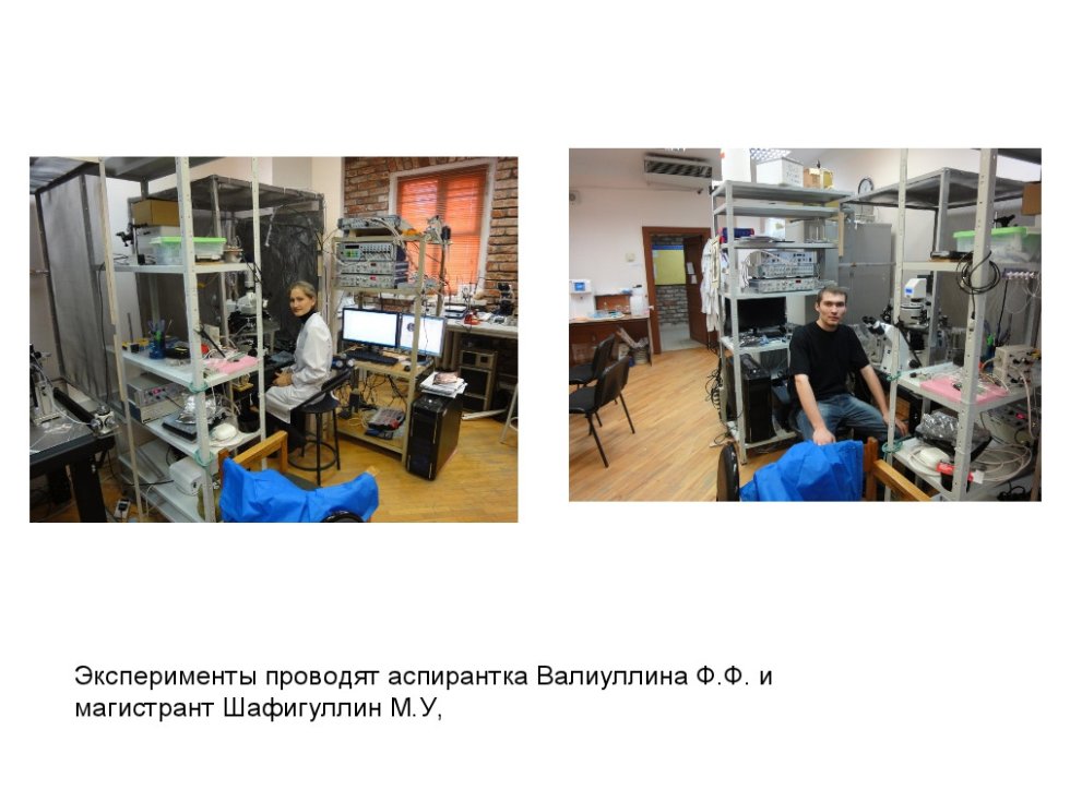 Проект 'Ранняя активность в развивающемся мозге' Проект 'Ранняя активность в развивающемся мозге'