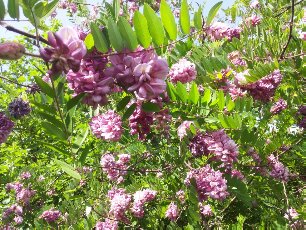 ���������� ��������