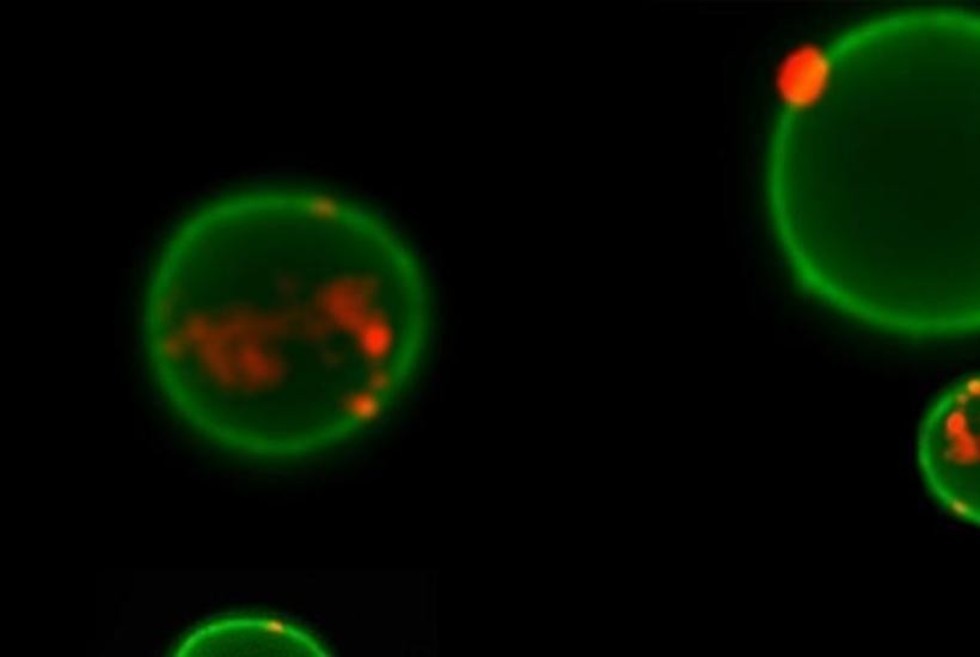细胞松弛素B诱导的细胞膜微泡向靶细胞融合的特异性评价 ,基础医学和生物学学院, 基因和细胞技术实验室, 细胞松弛素B, 微泡, 蛋白酶K, 细胞膜折叠
