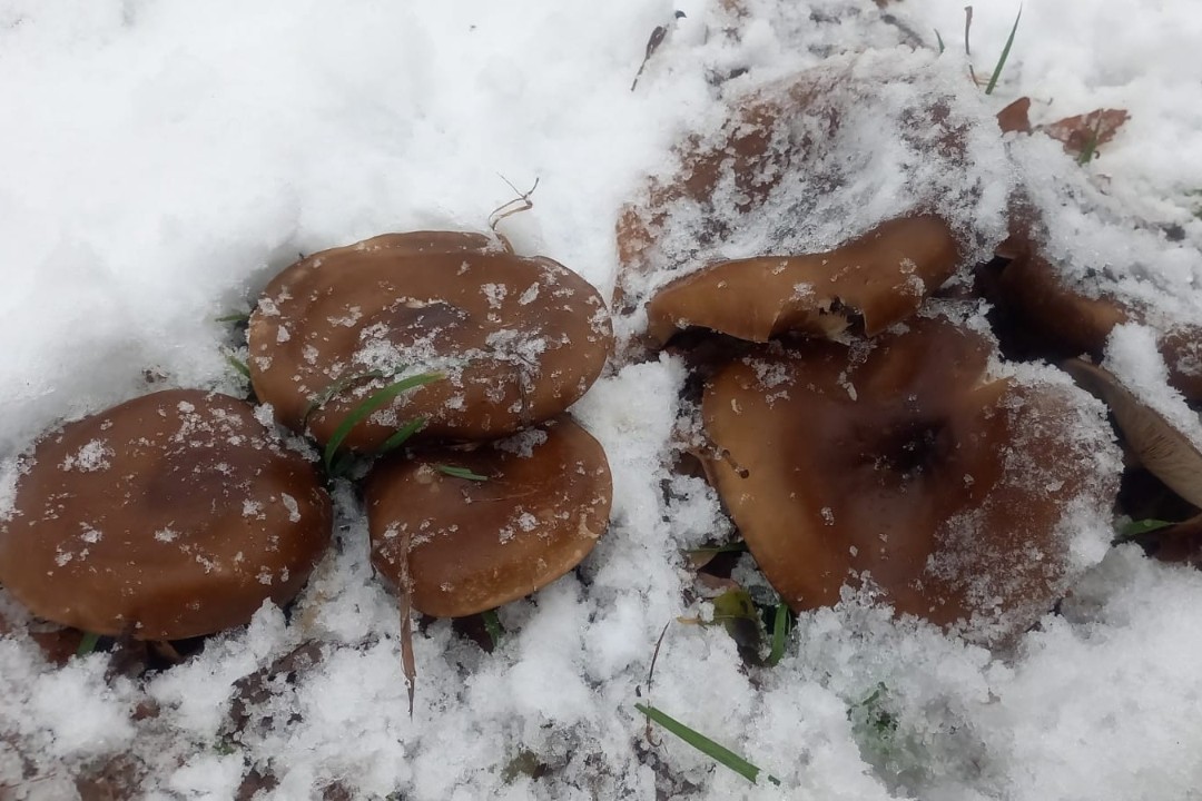 ������������� ����� '���������' ������ � '������������'