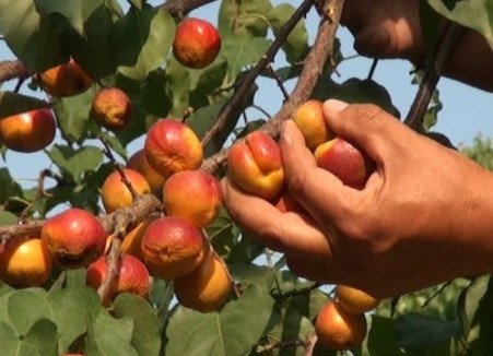 Люблю тебя, ты дорог мне, родной мой Ташкент Люблю тебя, ты дорог мне, родной мой Ташкент
