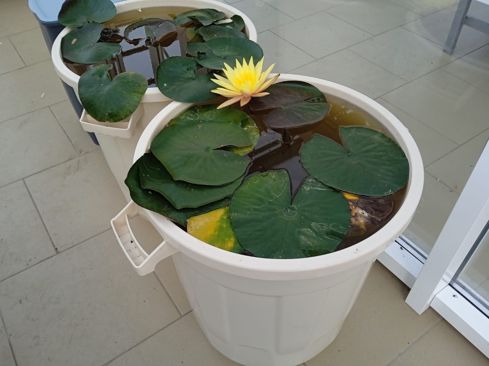 В теплице 'Университетской' школы Елабужского института КФУ вновь цветут нимфеи В теплице 'Университетской' школы Елабужского института КФУ вновь цветут нимфеи