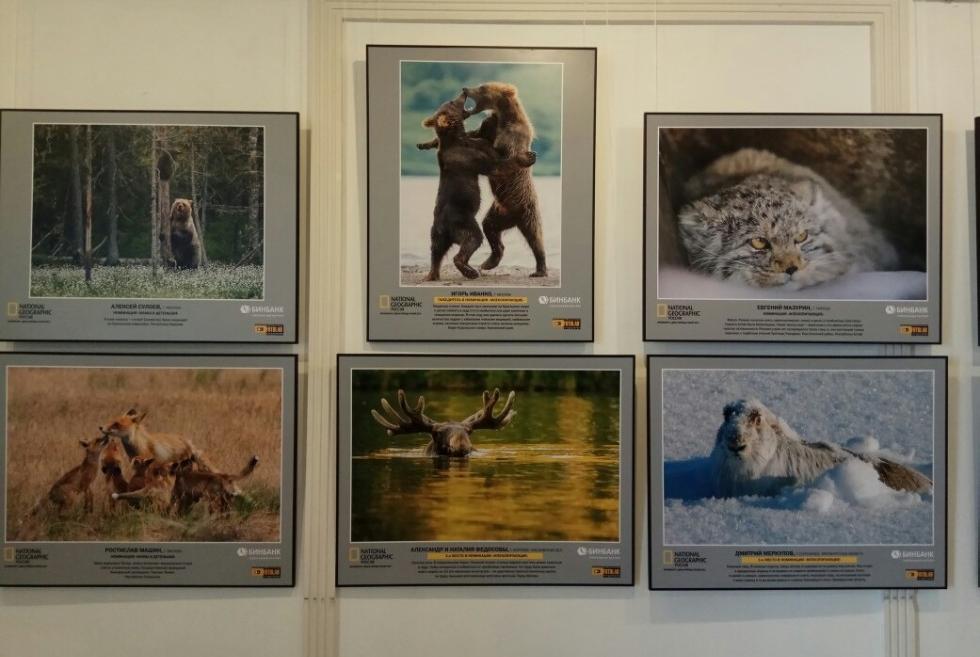 Познавая дикую природу России... Познавая дикую природу России...