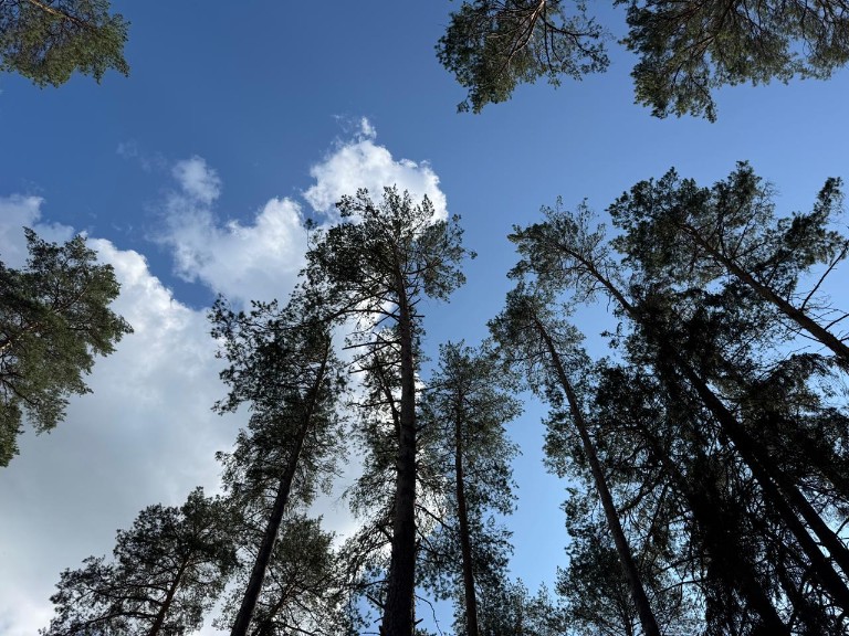 ��������-2025