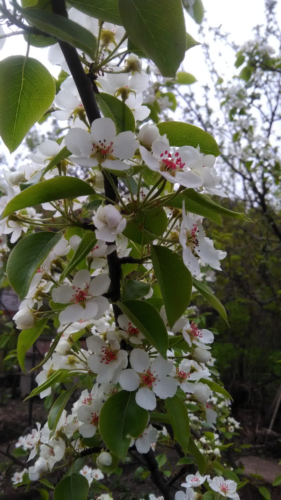 ���������� ��������