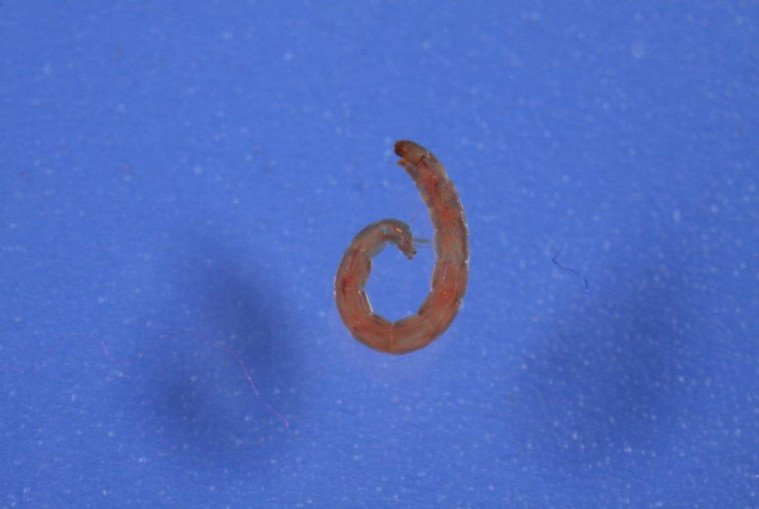 KFU scientist: Space midge has exclusive gene sequences that help survive without water