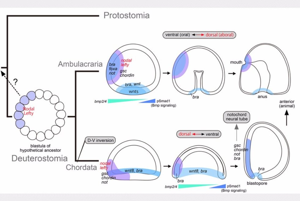 Из диссертации PhD Морова А.Р. Филогенетические отношения между дорсальными структурами хордовых и ротовой эктодермой Ambulacraria В Хирошимском университете (Япония) защищена диссертация PhD аспирантом кафедры зоологии и общей биологии Асением Моровым.