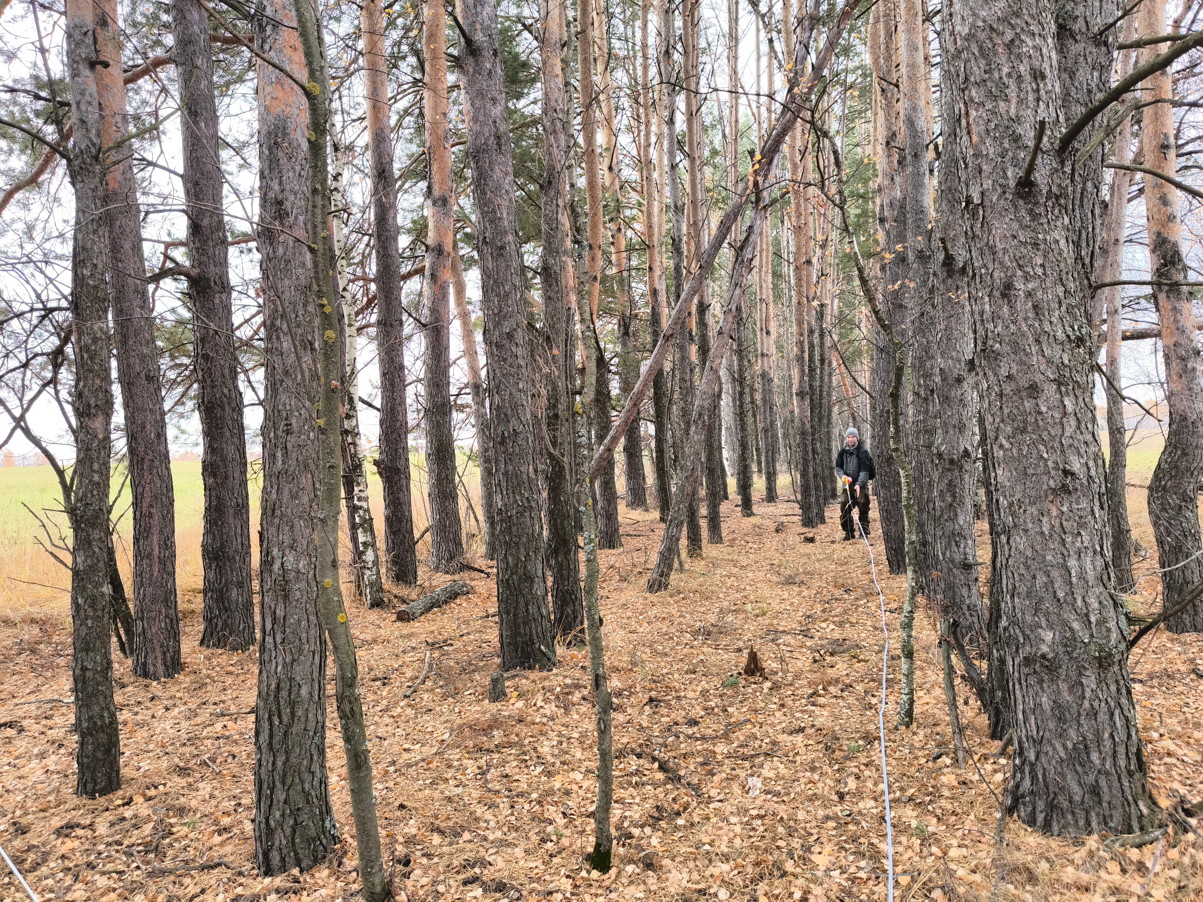 Оценка скорости прироста биомассы разновозрастных лесополос Оценка скорости прироста биомассы разновозрастных лесополос