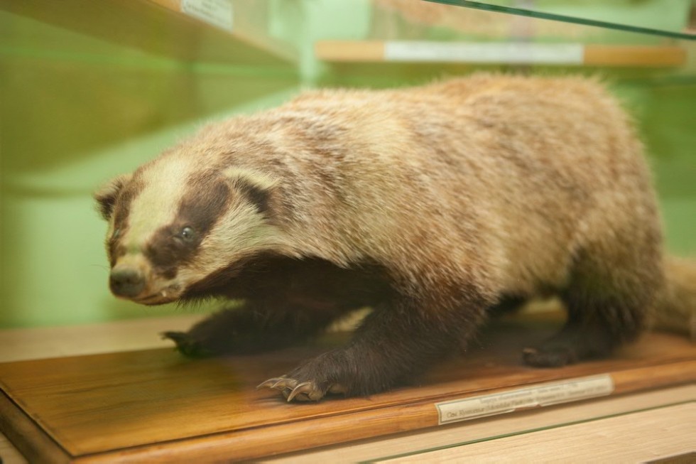 Выставочный зал зоологии Выставочный зал зоологии