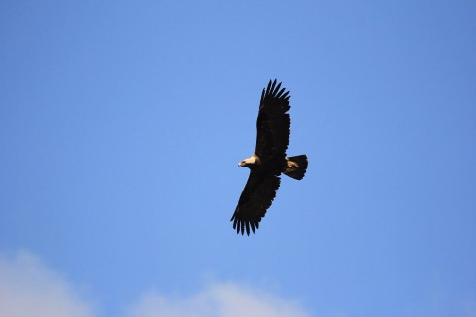 Scientist of Yelabuga Institute of KFU investigates birds from Tatarstan to Dagestan