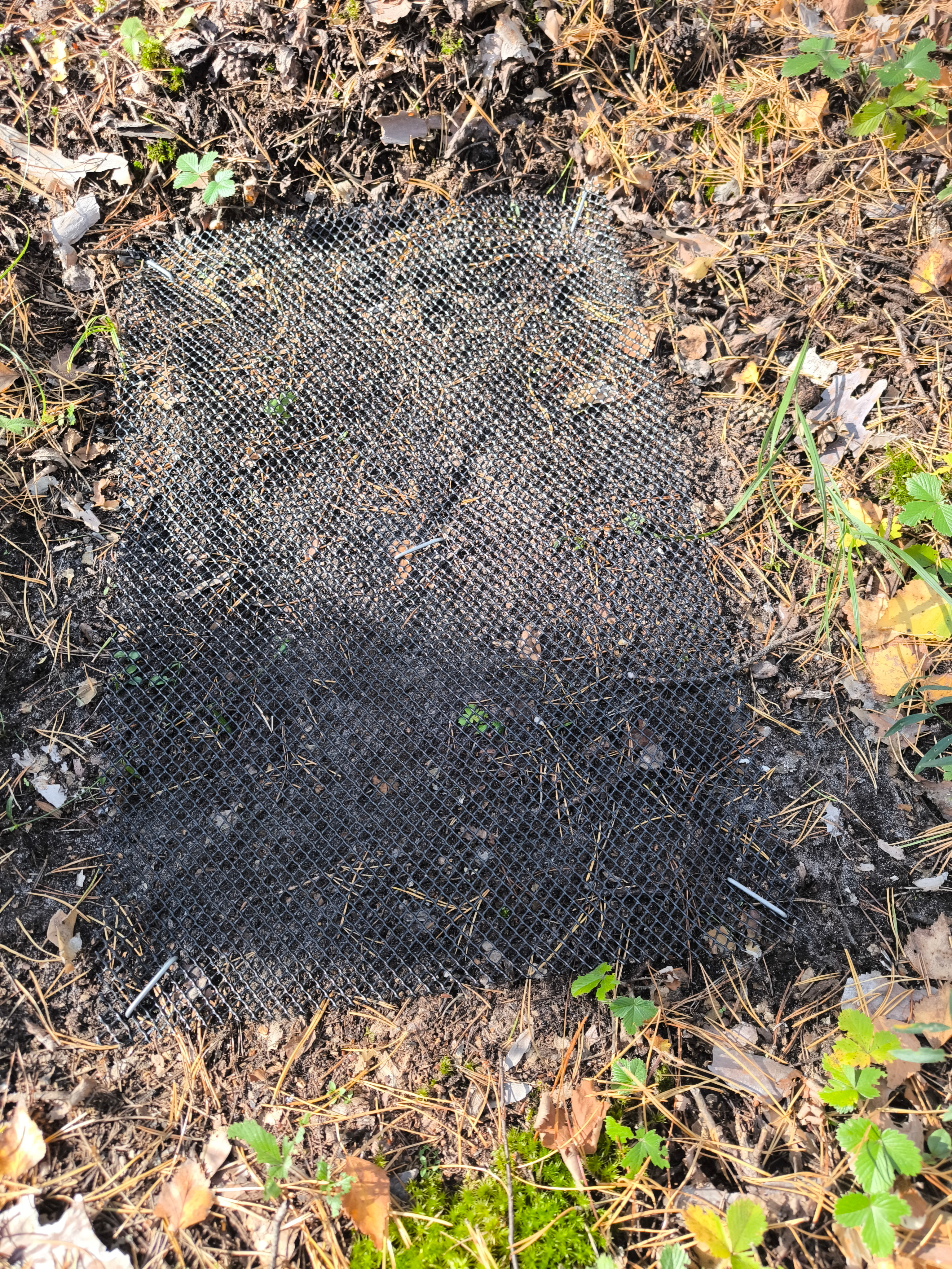 Оценка запасов углерода в мортмассе Оценка запасов углерода в мортмассе