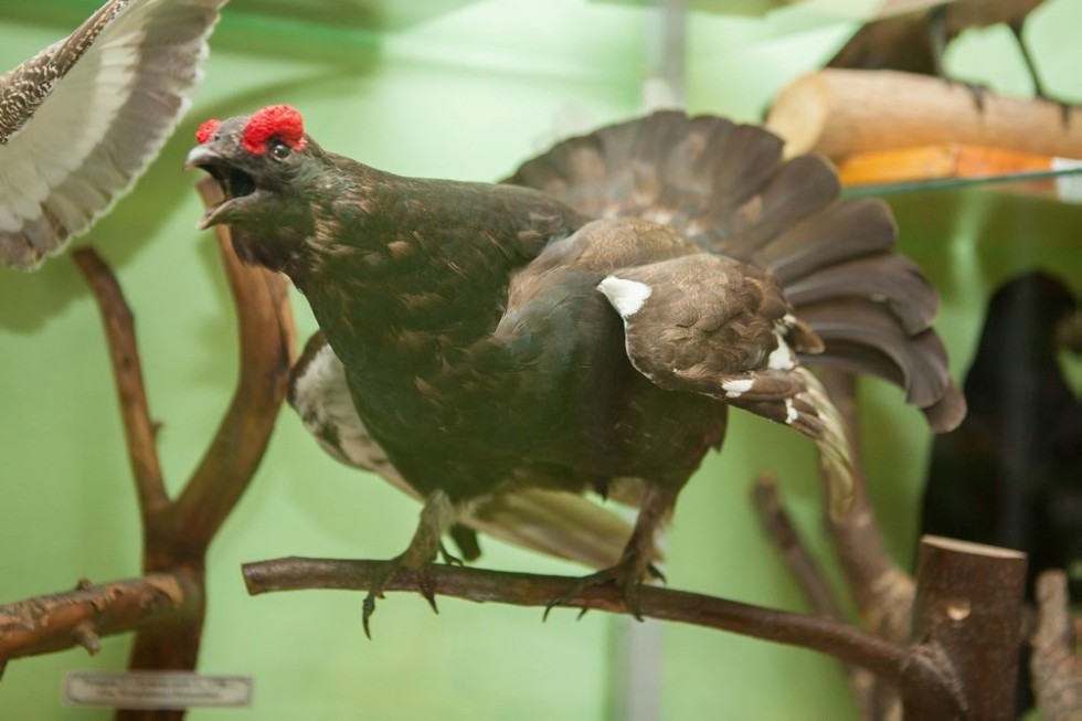 Выставочный зал зоологии Выставочный зал зоологии