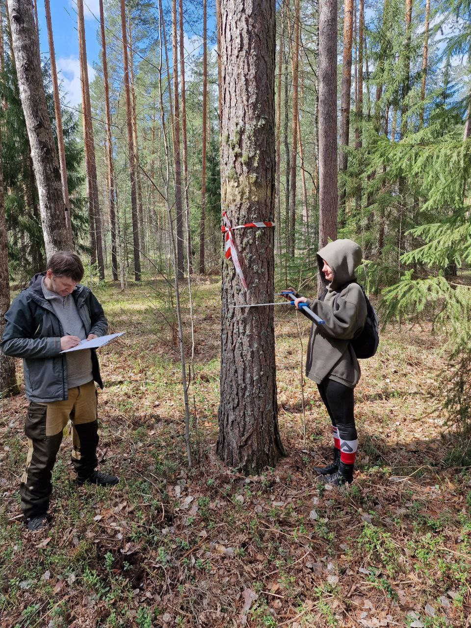 Продолжаются работы по оценке запасов углерода в сосновых лесах РТ Продолжаются работы по оценке запасов углерода в сосновых лесах РТ