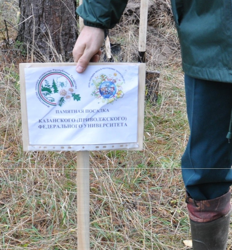 Активисты Студенческих трудовых отрядов КФУ посадили саженцы ели Активисты Студенческих трудовых отрядов КФУ посадили саженцы ели