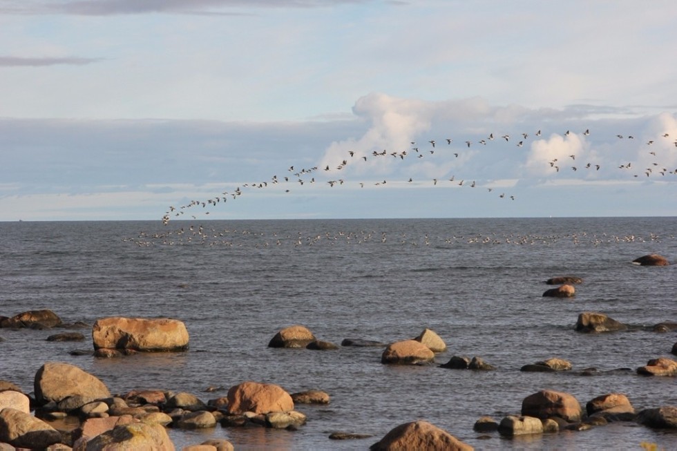 �� ����������� '�����-��������� 2017' � ������� �������� ������ ����������� ��������� ���