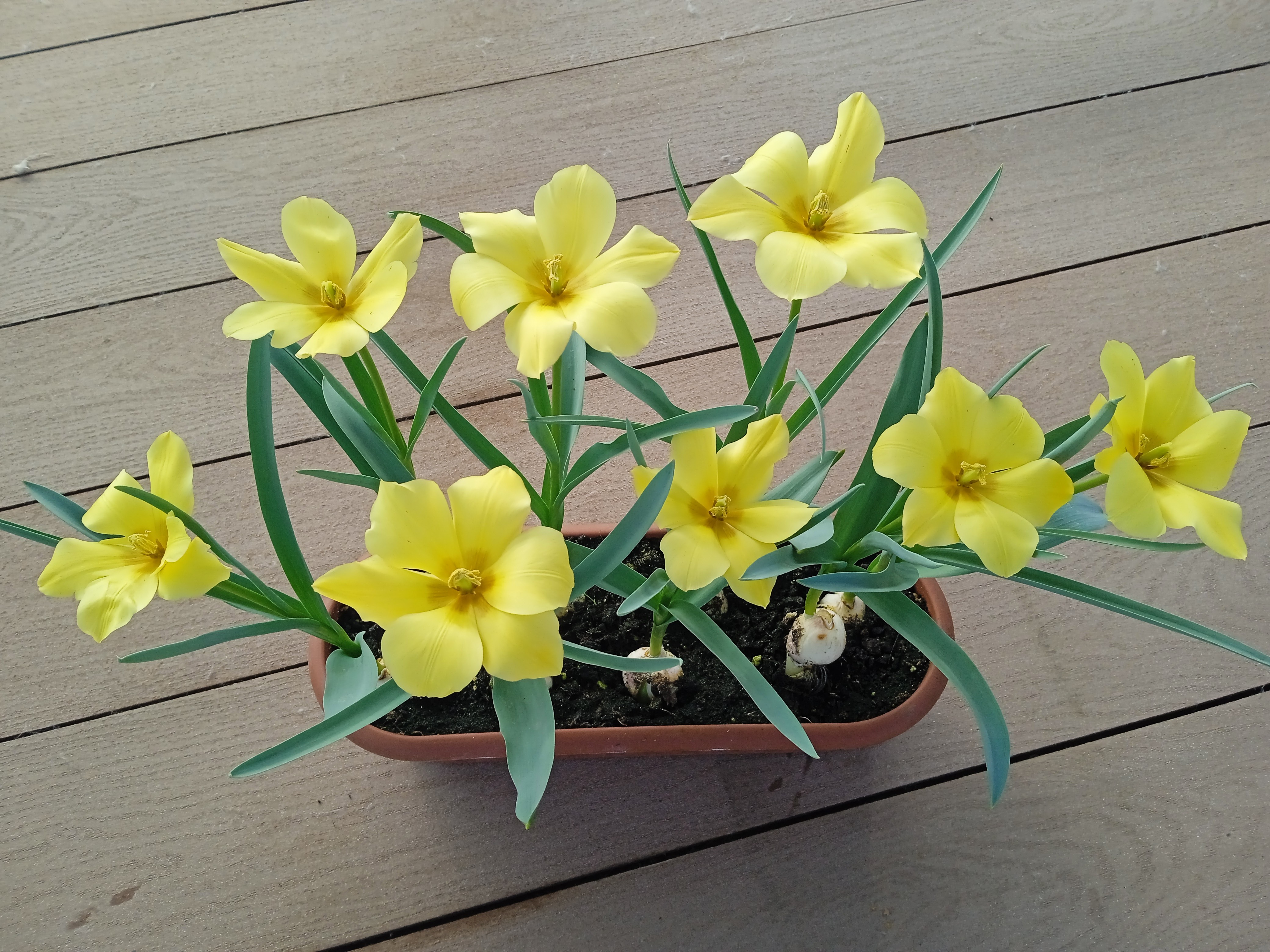 В школе 'Университетская' выполнена проектно-исследовательская работа по ранневесенней выгонке тюльпанов В школе 'Университетская' выполнена проектно-исследовательская работа по ранневесенней выгонке тюльпанов