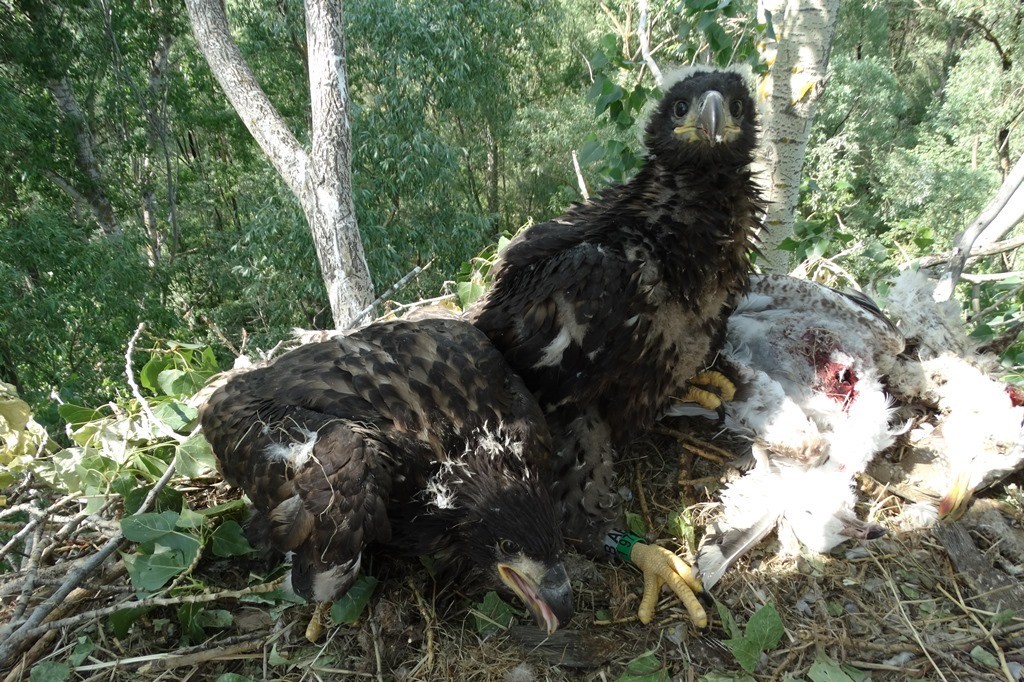 � ������� ������ ���� ��� ��������� ������ ������������������ ����� '��������' ������� ���������� ����������� ������, ��������� � ������� ����� ���������� ��������� � ���������� ��������� ����� ����, ����� ��� �����-��������� � ������.