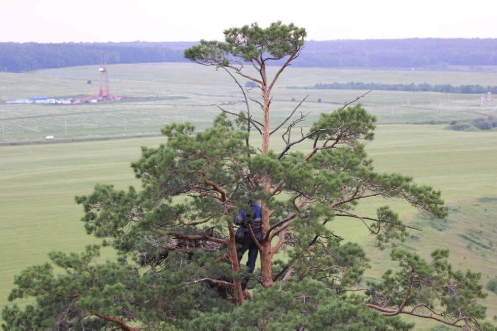 Scientist of Yelabuga Institute of KFU investigates birds from Tatarstan to Dagestan