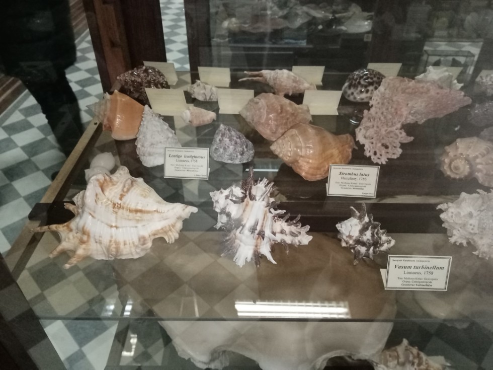 Поход в зоологический музей Поход в зоологический музей