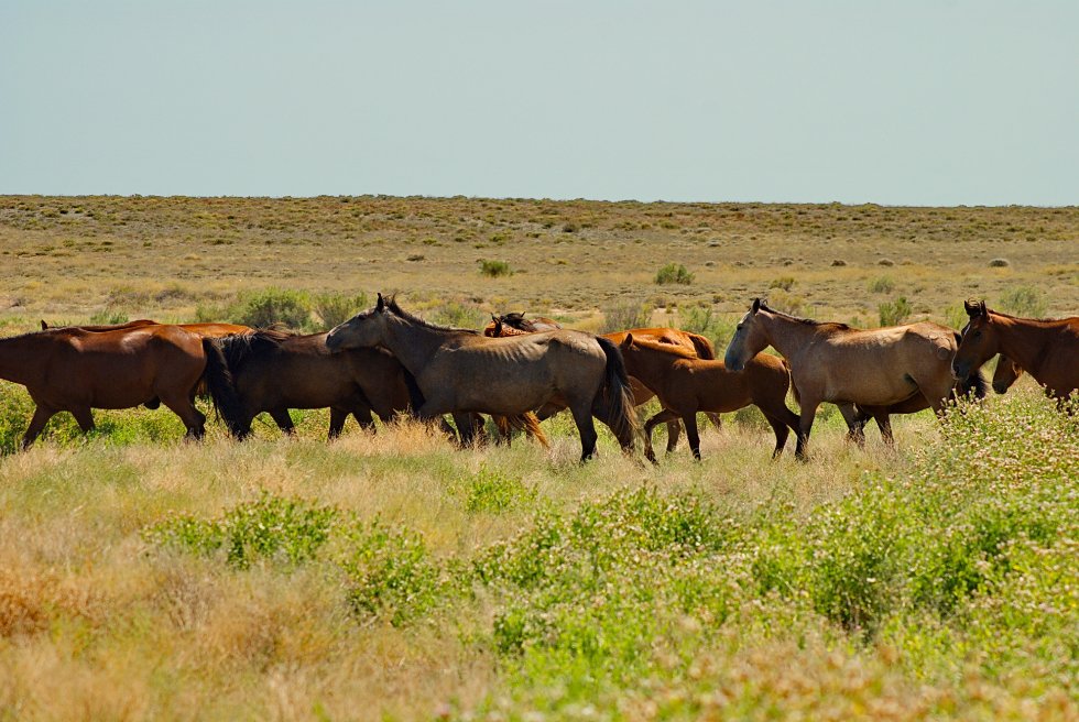 ����� ������